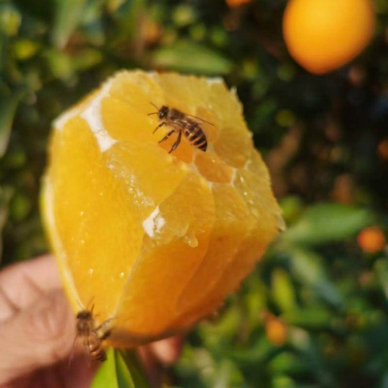 赣南脐橙榨汁橙子花皮果丑果信丰脐橙现采现发新鲜水果,淘宝优惠券,粉丝福利购,淘宝优惠卷