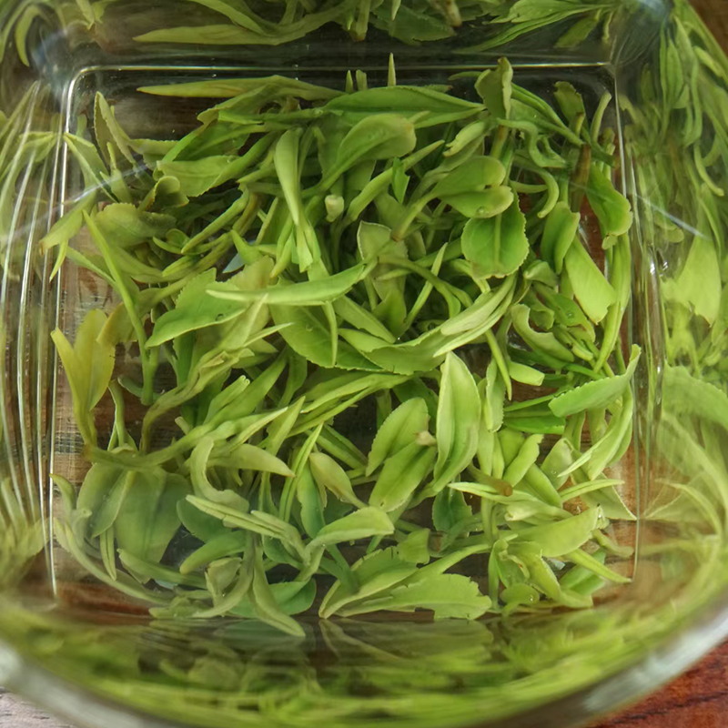 正宗日照绿茶2024新茶 特级春茶 露天头采 山东特产茶农自产500g - 图3