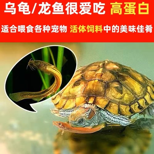 喂乌龟饲料鱼小鱼活体养殖活鱼龙鱼活食饲料淡水鱼苗草鱼路亚钓鱼-图1