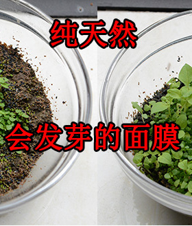 她颜泰国进口海藻面膜500g