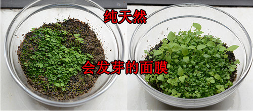 包邮她颜 泰国原产海藻面膜 500g seaweed mask 天然亮白补水面膜 - 图1