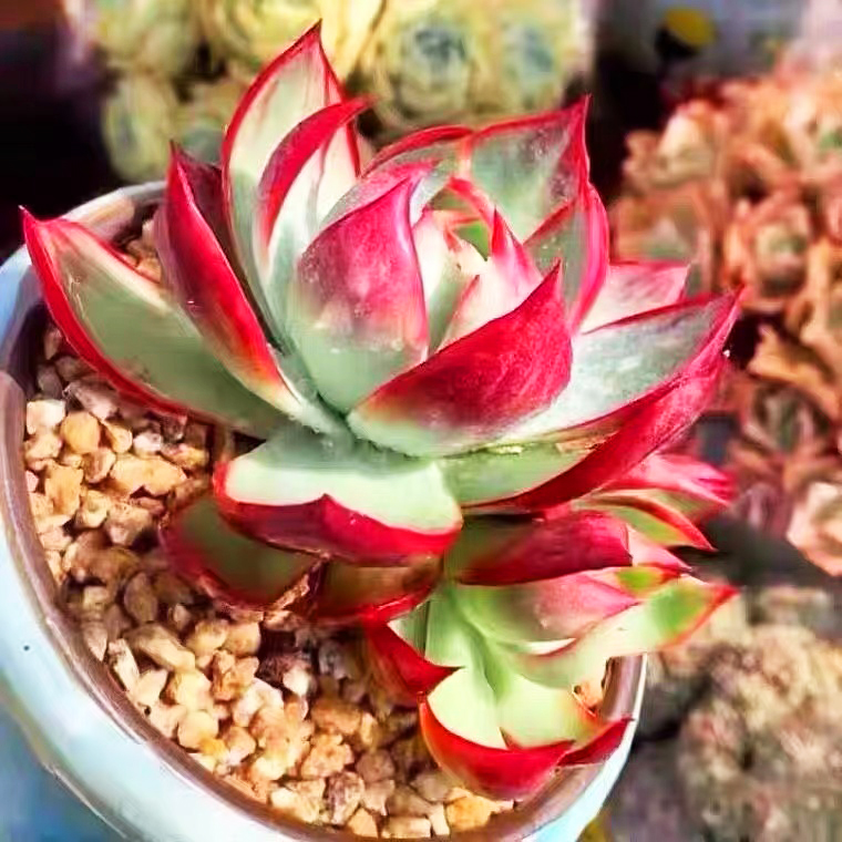 韩国进口多肉植物惊鸿仙子阳台桌面防辐射迷你绿植小肉肉稀有品种-图0