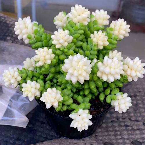 稀有品种多肉植物白眉办公室内花卉盆栽净化空气趣味肉肉新手好养 - 图2