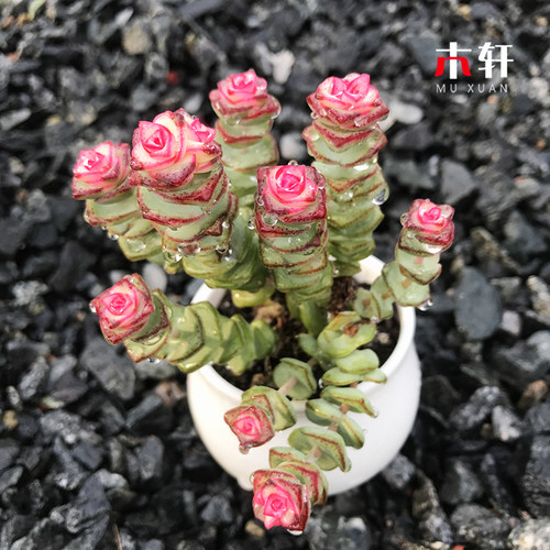 多肉植物黄金花月玉树盆栽阳台室内净化空气绿植盆景花卉老桩多肉 - 图1