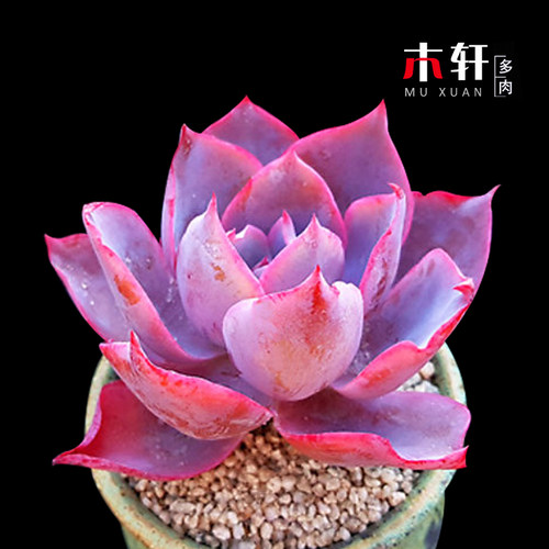 多肉植物黄金花月玉树盆栽阳台室内净化空气绿植盆景花卉老桩多肉 - 图2