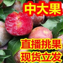 China Big Fruit now off Sanhua Li Fresh Red Heart Li Zi Guangxi Should Season Fruit Spot Pregnant pregnant Li Shuanghua Li