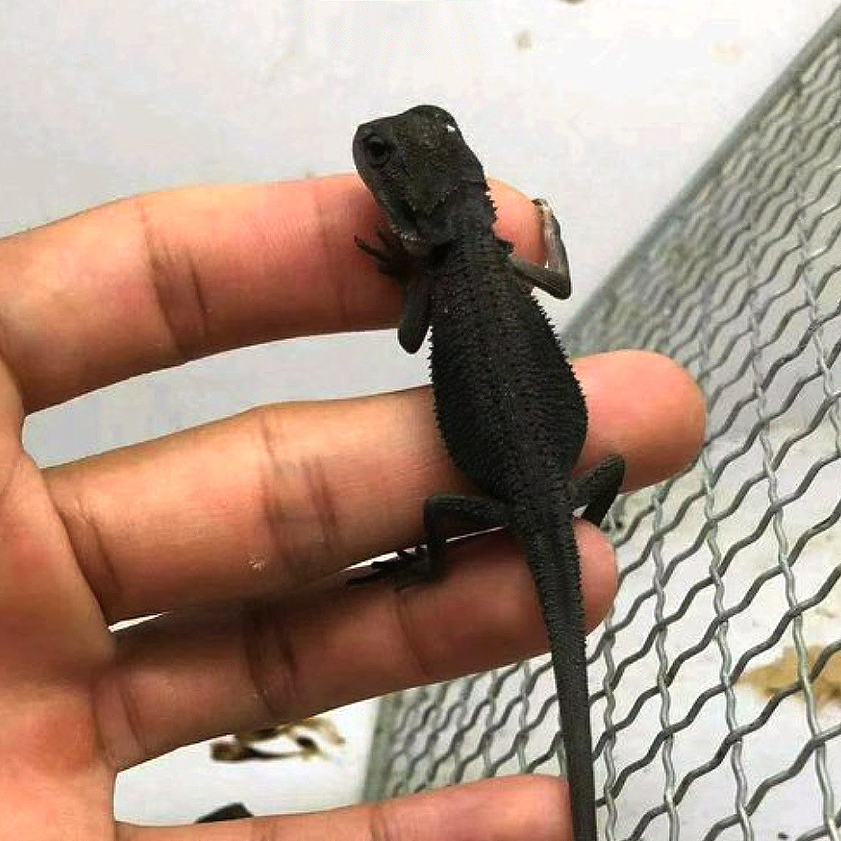 果冻Zero鬃狮蜥蜴网红特色爬宠活体异类温顺易上手隐柑橘红系超白,淘宝优惠券,粉丝福利购,淘宝优惠卷