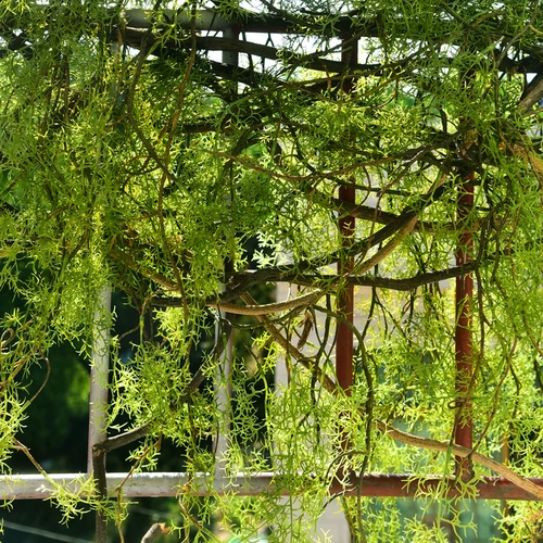 Моделируемые водные растения, черные кости, фальшивые зеленые растения, роттан, кондиционирование труб, пластиковые цветы, виноградные стенки