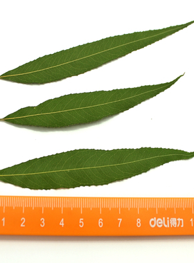 杨柳叶子押花滴胶干花diy真花