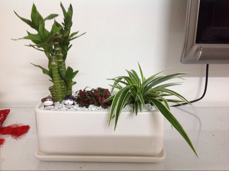 【热卖款】 陶瓷花盆长方形大号配底盘托盘多肉白色黑色红色包邮,淘宝优惠券,粉丝福利购,淘宝优惠卷