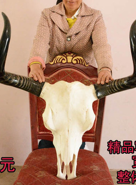 壁挂藏区标本特色挂件真牛头骨