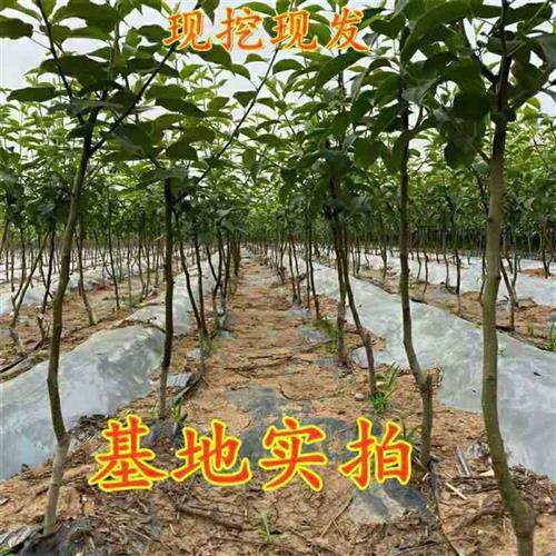 新品种苹果梨果树树苗特大梨苗南方北方种植盆栽地栽嫁接当年结果 - 图1