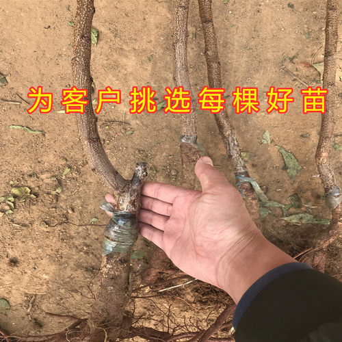 沙金红杏树苗品种杏树苗早熟特大甜杏子树果树活苗南北方地栽种植 - 图2