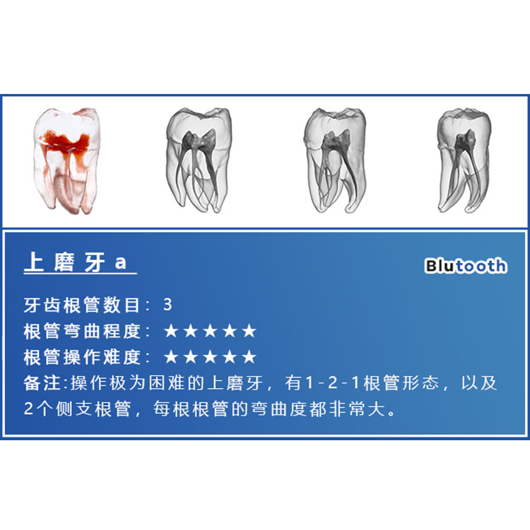 离体牙 根管训练 根管牙 仿真牙 根管预备 练习 牙模 牙科 牙模型 - 图3