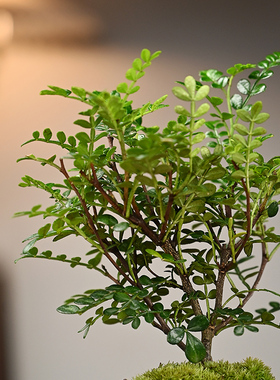 文竹盆栽植物室内好养易活赤楠盆景绿植客厅花卉四季常青净化空气