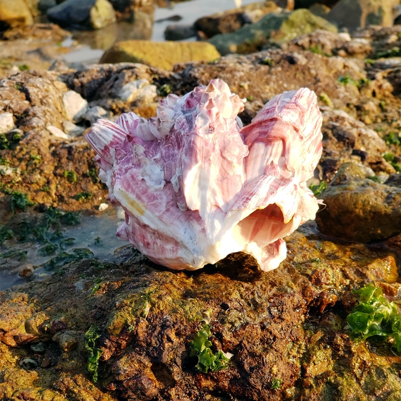 天然超大海螺大贝壳海洋藤壶鱼缸造景海星标本地中海风格装饰收藏 - 图1