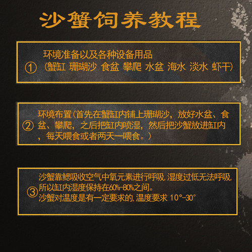 大眼呆萌中华沙蟹宠物可爱角眼蟹萌萌哒活泼懒人宠物蟹类虾鱼混养 - 图2