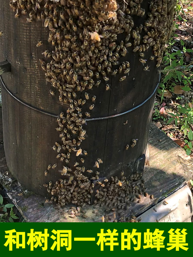 正宗深山土蜂蜜纯正天然野生江西程雪爱农家自产真峰糖百花冬蜜 - 图1