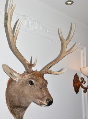 标本酒吧北欧风格生财有鹿壁饰