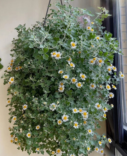 足摺野路菊 银叶边 爆花量大 耐热耐寒多年生阳台庭院高山野趣菊 - 图1
