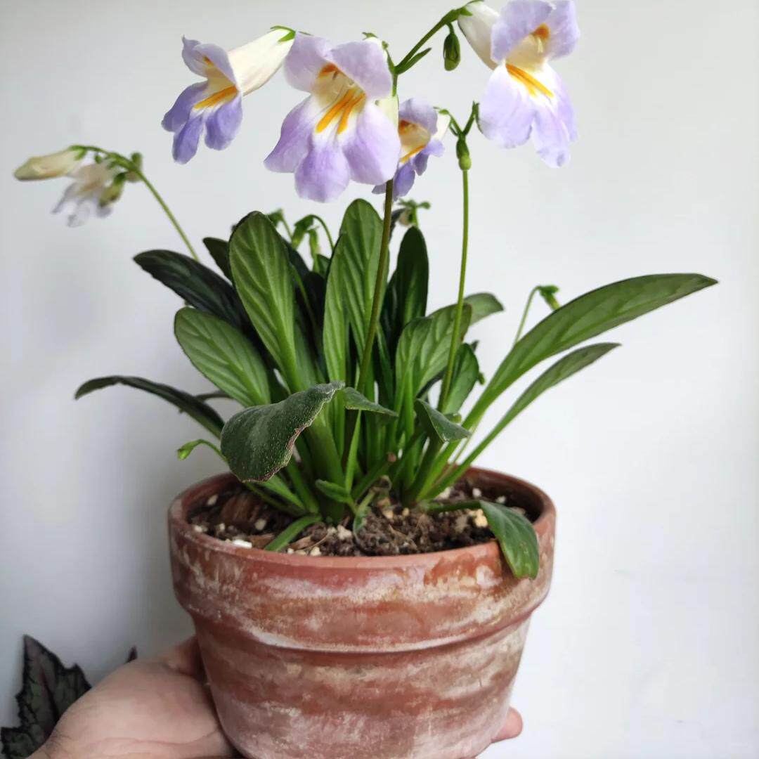 报春苦苣苔白花紫花皮草草本花卉耐阴耐热室内阳台开花植物易爆花,淘宝优惠券,粉丝福利购,淘宝优惠卷