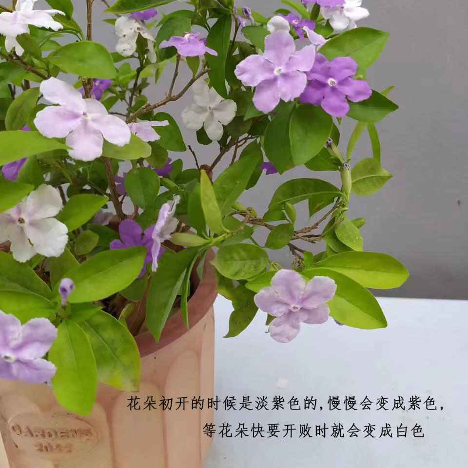 双色茉莉大棵花苗盆栽变色鸳鸯茉莉带花苞阳台庭院芳香驱蚊植物-图2