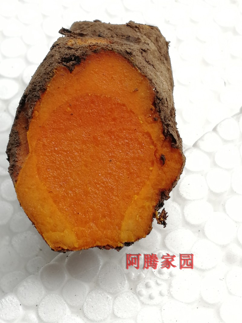 白花姜黄姜蛋黄姜红心姜荷花咖喱香料染色食用药用观赏姜科绿植 - 图3