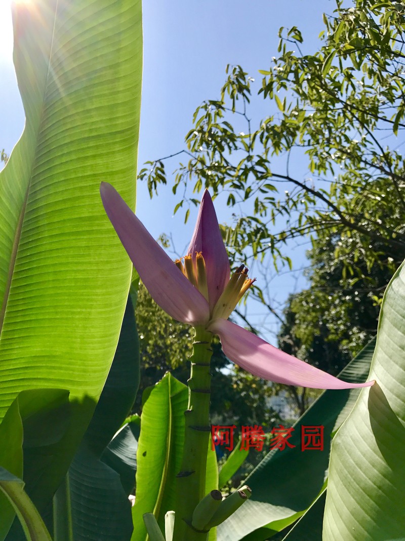 盆景芭蕉紫梦幻蕉紫苞芭蕉朝天蕉紫莲花蕉观花观叶大叶热带植物 - 图2