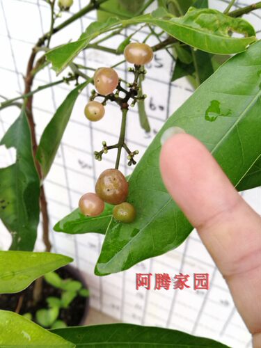 山小橘萌萌哒四季盆栽地栽观果绿植水晶橘芸香科山小橘属观赏食用 - 图0