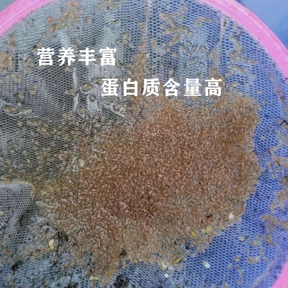 水蚤活体鱼虫幼鱼活苗蹦蹦虫热带鱼观赏鱼冷冻饲料小型鱼开口饵料-图2