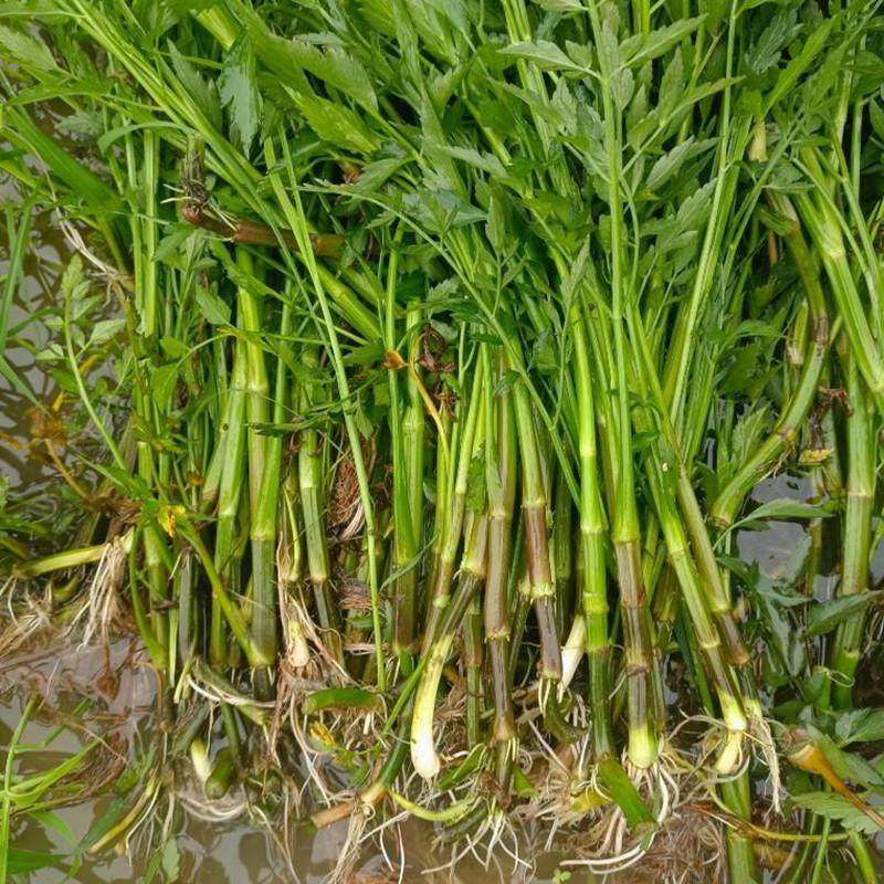 水芹菜苗富菜水芹菜水培植物易活可食用野芹菜水芹菜四季可栽,淘宝优惠券,粉丝福利购,淘宝优惠卷