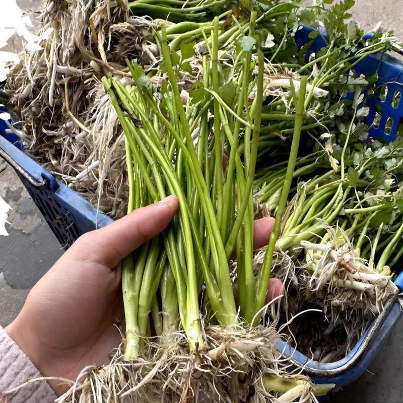 水芹菜苗富菜水芹菜水培植物易活可食用野芹菜水芹菜四季可栽,淘宝优惠券,粉丝福利购,淘宝优惠卷