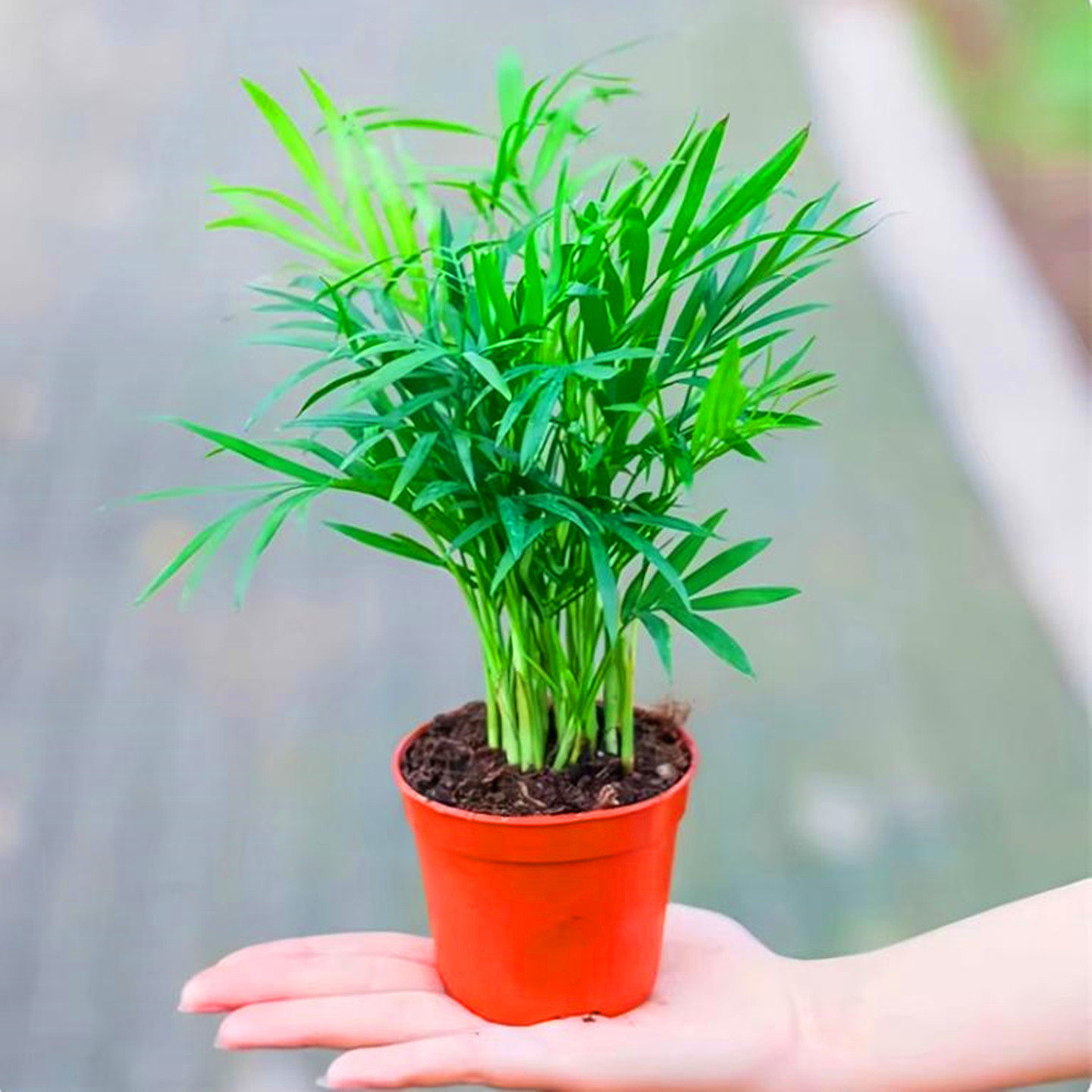 散尾葵植物凤尾竹盆栽客厅桌面大型富贵椰子花卉绿植天堂鸟绿植花,淘宝优惠券,粉丝福利购,淘宝优惠卷
