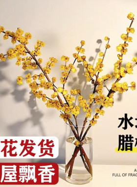 遇水开花水培室内好养鲜切花