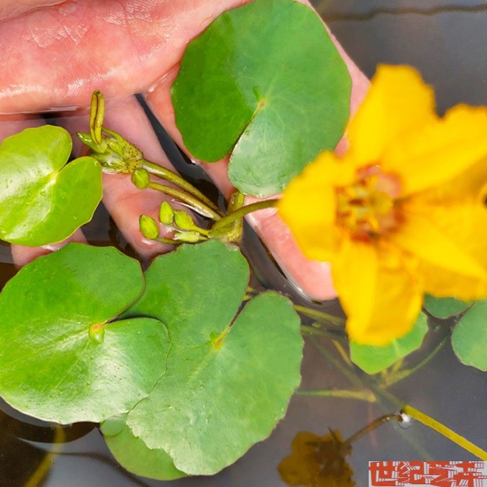 圆叶萍荇菜萍蓬草浮萍水浮莲莼菜庭院净化空气黄花一叶莲盆栽鱼缸-图0