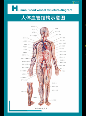 人体全身医院肌肉海报示意图