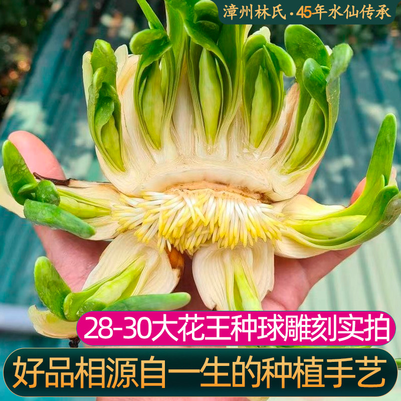 漳州重复瓣水仙花种球种子苗特大水培盆栽类花卉耐寒植物室内好养,淘宝优惠券,粉丝福利购,淘宝优惠卷