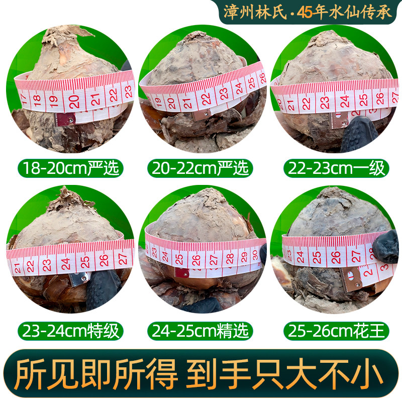 漳州重复瓣水仙花种球种子苗特大水培盆栽类花卉耐寒植物室内好养,淘宝优惠券,粉丝福利购,淘宝优惠卷