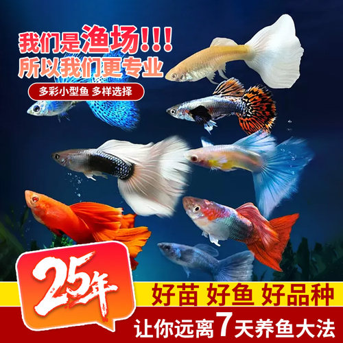 精品孔雀鱼合集蓝白天空蓝孔雀鱼活体活鱼热带鱼高端孔雀鱼观赏鱼 - 图2