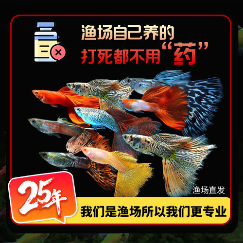 精品孔雀鱼合集蓝白天空蓝孔雀鱼活体活鱼热带鱼高端孔雀鱼观赏鱼 - 图3