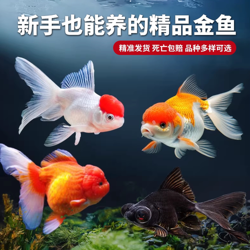 金鱼活鱼兰寿观赏鱼鹤顶红国狮耐活冷水宠物小型淡水锦鲤草金鱼 - 图1