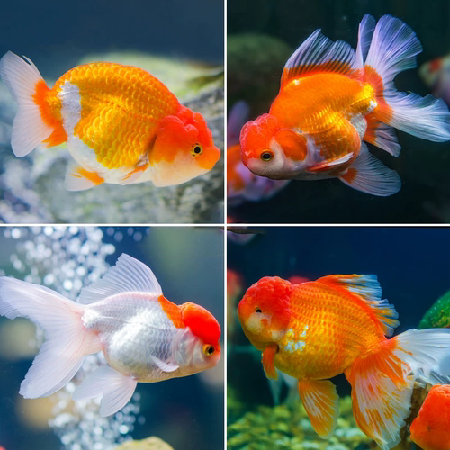 金鱼活鱼兰寿观赏鱼鹤顶红国狮耐活冷水宠物小型淡水锦鲤草金鱼 - 图3