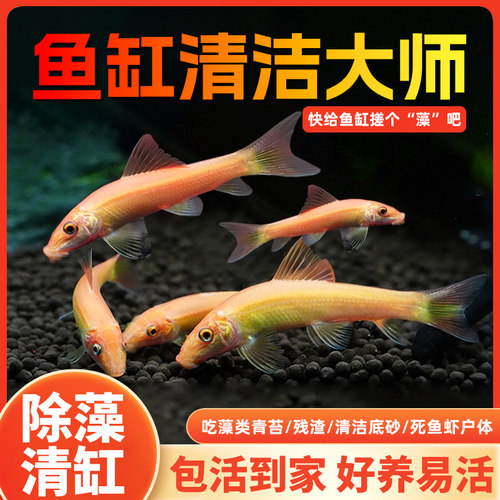 热带清洁鱼金苔鼠老鼠鱼活体活观赏鱼工具鱼除藻垃圾清鱼缸清道夫-图0