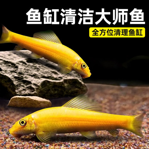 热带清洁鱼金苔鼠老鼠鱼活体活观赏鱼工具鱼除藻垃圾清鱼缸清道夫-图2