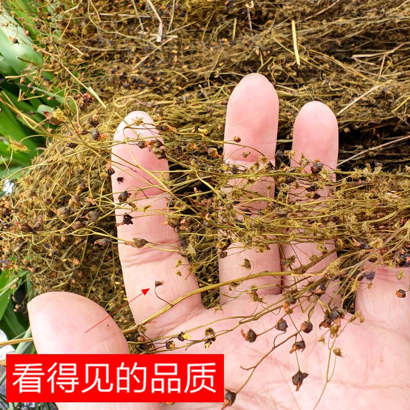 野生茅膏菜药材毛高菜一粒金丹草陈伤子地下明珠干品250克包邮-图0