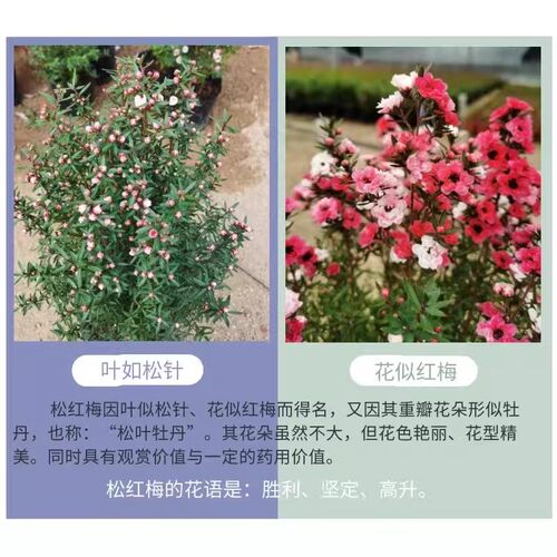 松红梅盆栽带花苞三色梅室内外阳台庭院四季好养浓香型鲜花卉植物 - 图0