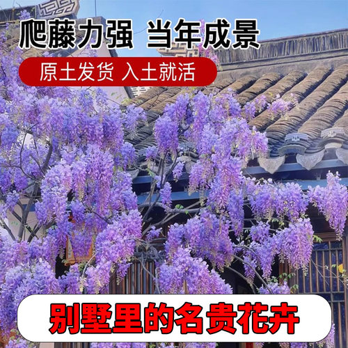 庭院紫藤树苗别墅花卉紫藤花老桩爬藤植物风景树门前大树开花盆栽 - 图2