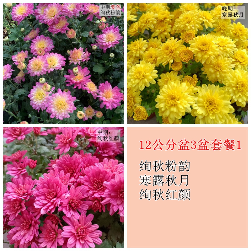 12公分盆球菊组合盆套餐 一年2次花千头菊花园菊花小菊盆栽秋菊 - 图0