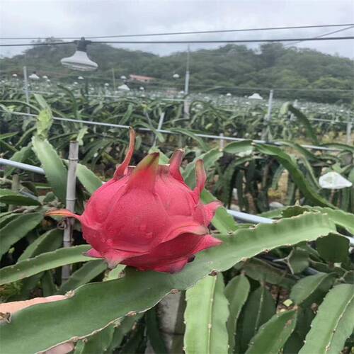 福建新鲜水果红心火龙果金都一号超甜整箱当季现摘水果5斤包邮10 - 图1