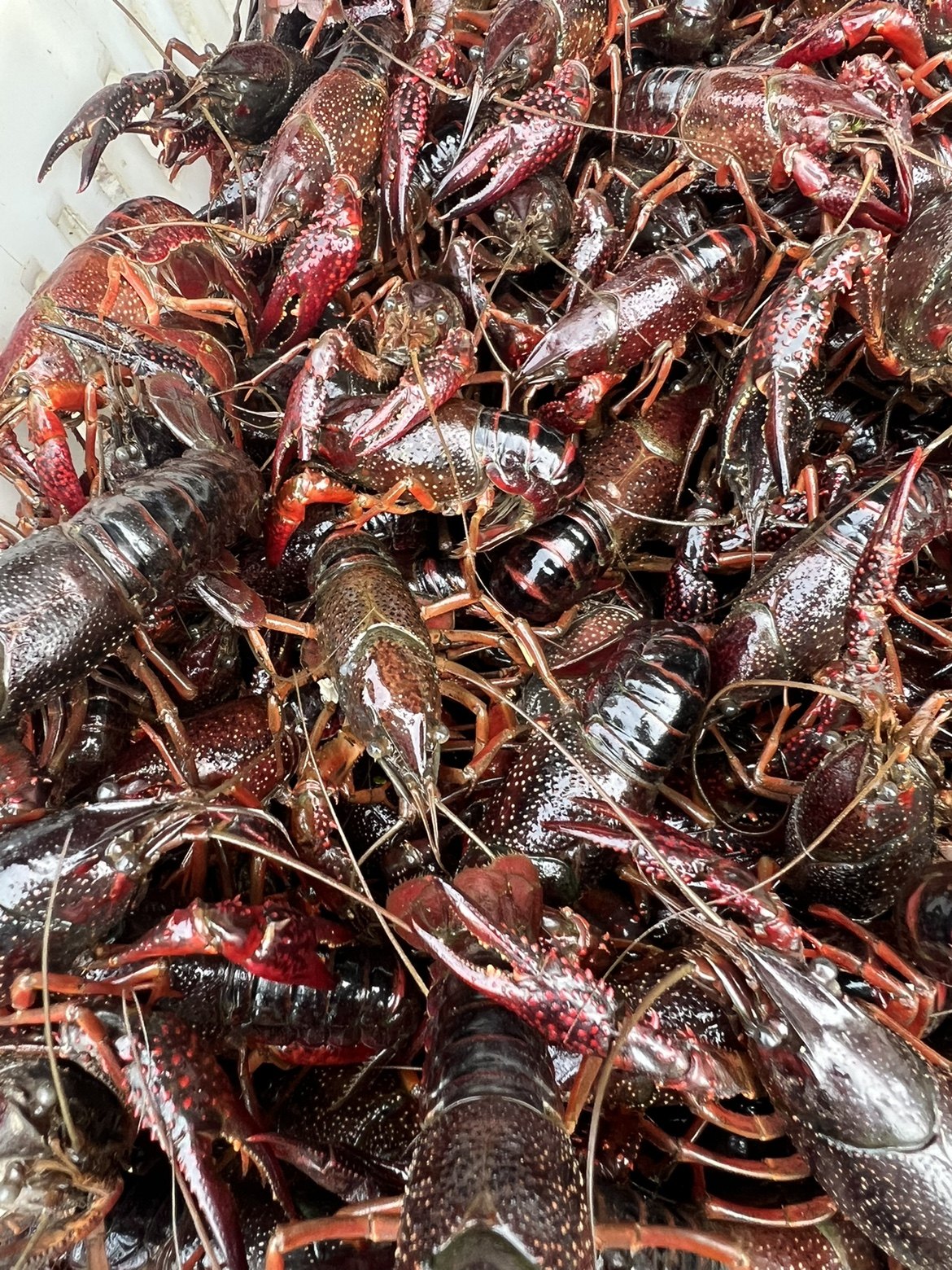 456钱三斤鲜活 小龙虾活虾新鲜特大清水虾红壳龙虾稻田虾生鲜水产